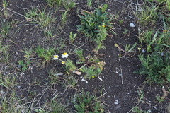 Tripleurospermum inodorum