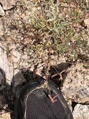 Astragalus nuttallianus austrinus