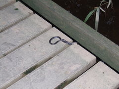 Diadophis punctatus punctatus