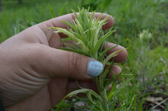 Castilleja sessiliflora