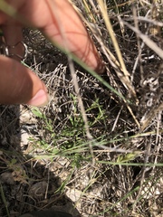 Carlowrightia texana