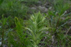 Castilleja sessiliflora