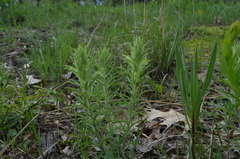 Castilleja sessiliflora