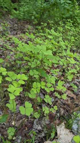 Great yellow woodsorrel (Oxalis grandis)
