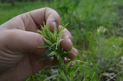 Castilleja sessiliflora