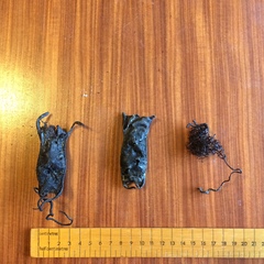 Scyliorhinus stellaris