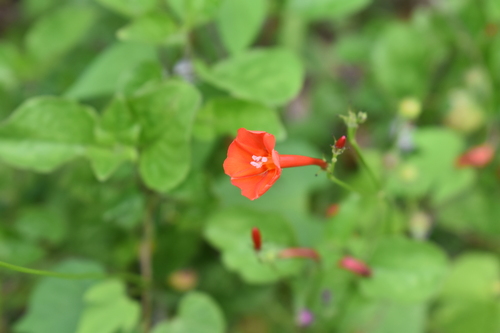 Ipomoea hederifolia observed 2024-05-17