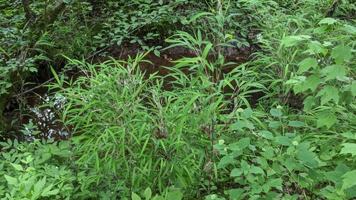 Image of Arundinaria appalachiana by (c) Alina Martin, some rights reserved (CC BY)