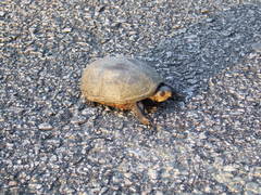 Kinosternon subrubrum subrubrum