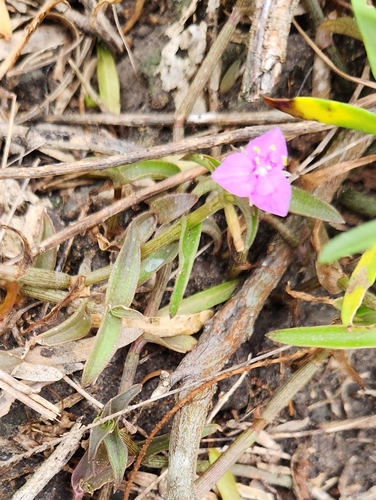 Callisia micrantha, photograph 1