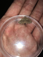 Catarhoe basochesiata