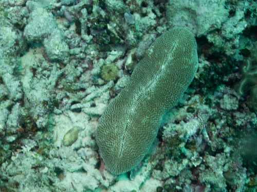 Ctenactis crassa observed 2024-05-17