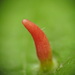 Red Nail Gall Mite - Photo (c) max09, some rights reserved (CC BY-NC), uploaded by max09