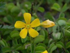 Oxalis macrantha