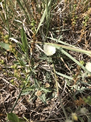 Malvella sagittifolia
