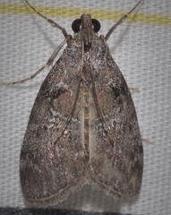 Pococera aplastella