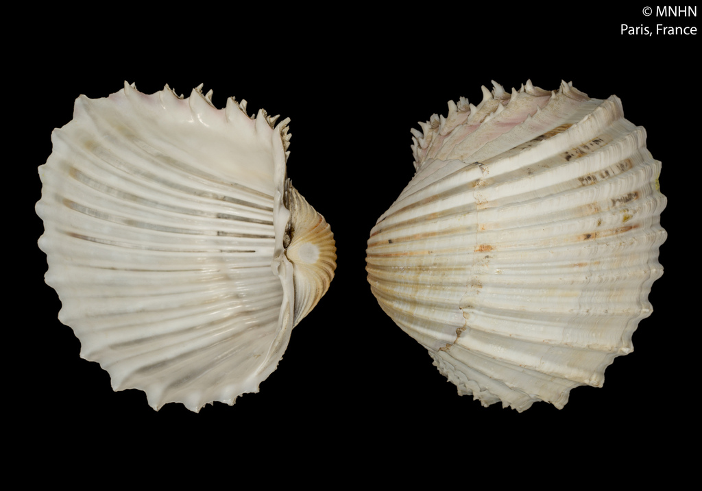 Procardium indicum