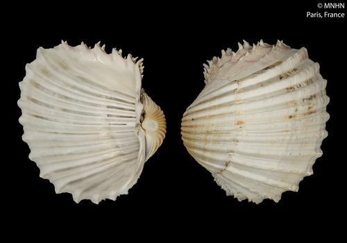 Procardium indicum