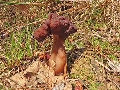 Gyromitra longipes