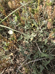 Malvella sagittifolia