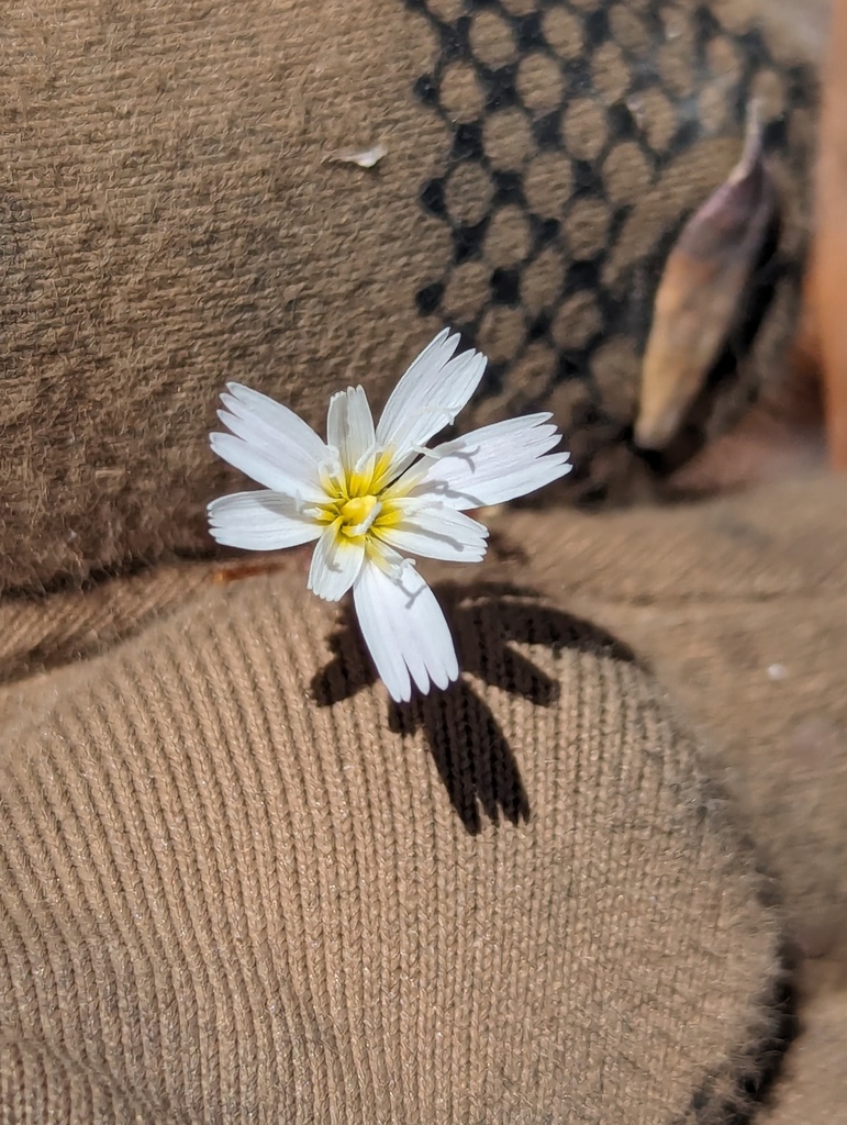 Malacothrix xanti from Loreto, B.C.S., México on May 16, 2024 at 10:53 ...