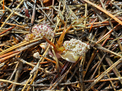 Lomatium fusiformis