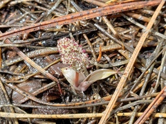 Lomatium fusiformis
