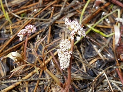 Lomatium fusiformis