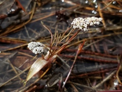 Lomatium fusiformis