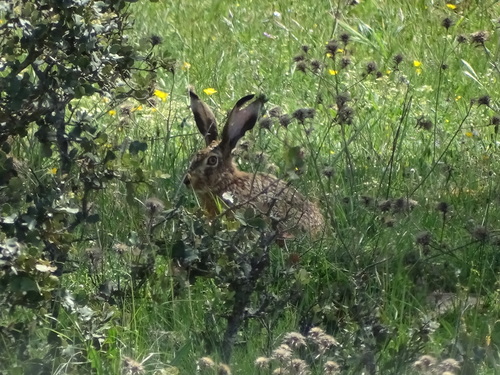 Liebre ibérica (Lepus granatensis)
