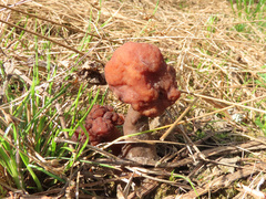 Gyromitra longipes