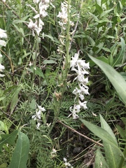 Delphinium wootonii