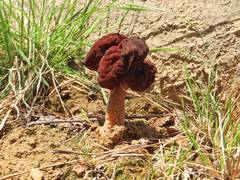 Gyromitra longipes