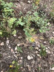 Hoffmannseggia drepanocarpa