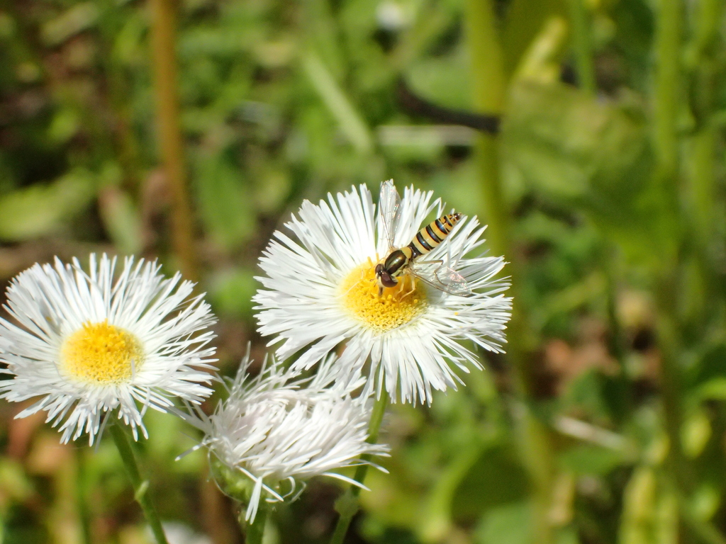 ミナミヒメヒラタアブ♀