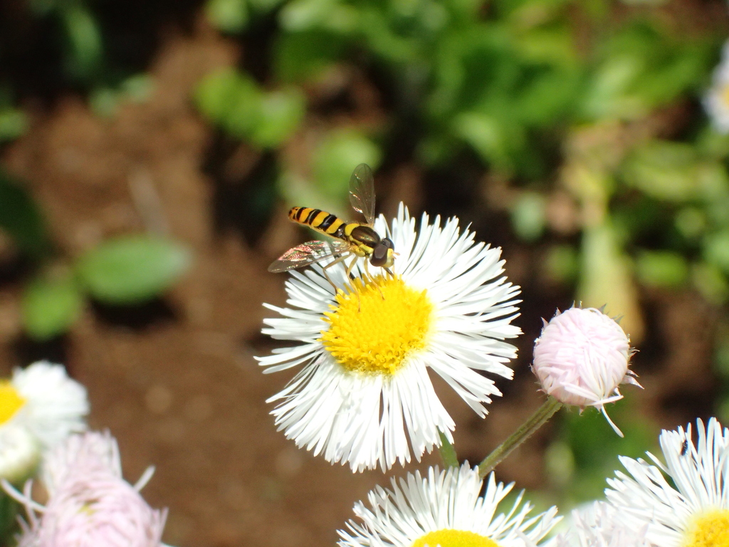 ミナミヒメヒラタアブ