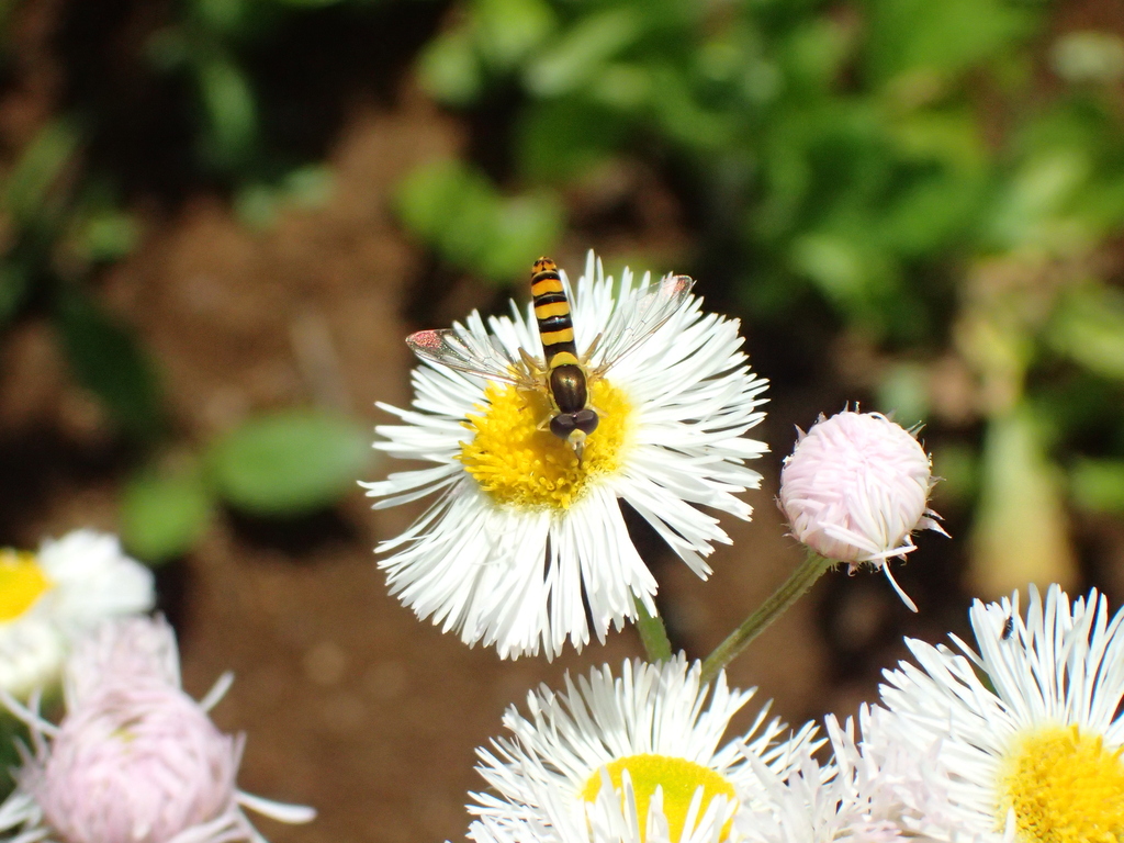 ミナミヒメヒラタアブ♂