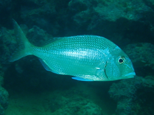 Galapagos porgy (Calamus taurinus) — Sparidae — 3