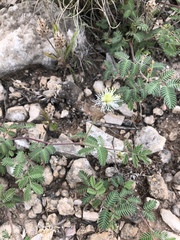 Desmanthus velutinus