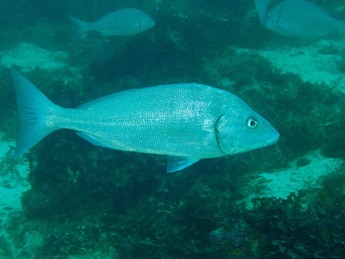 Forbes's grunt (Orthopristis forbesi) — Haemulidae — 4