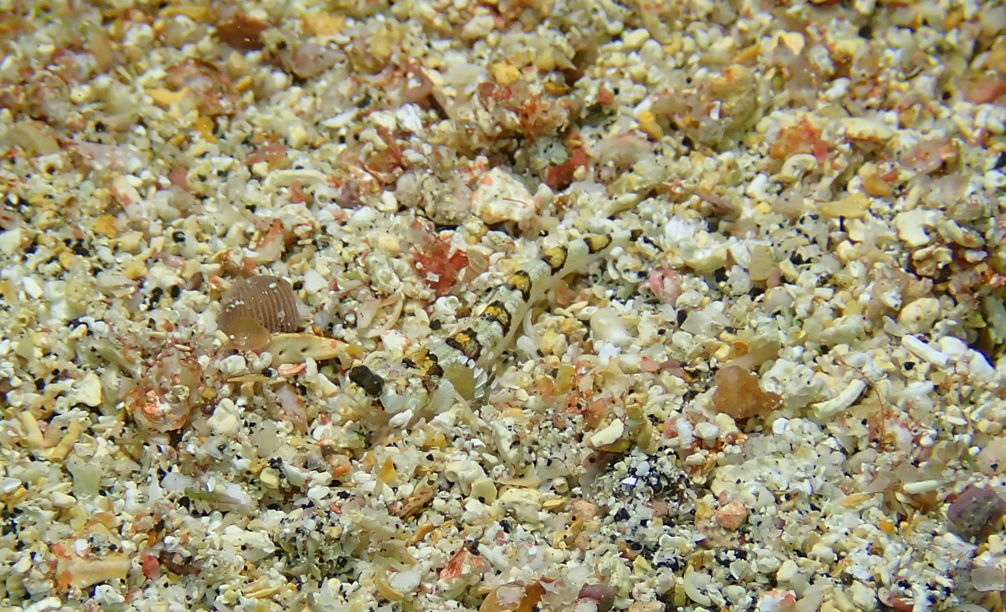 Halfbanded Stargazer photo 3
