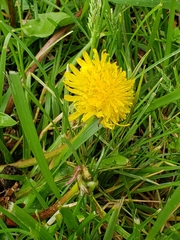 Taraxacum