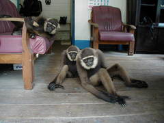 Hylobates albibarbis