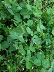 Trifolium repens