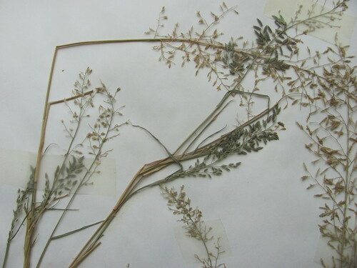 Eragrostis cilianensis iNat (2)