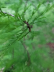 Juniperus virginiana