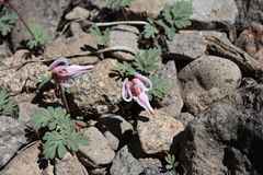 Dicentra uniflora