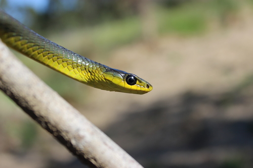 Common Tree Snake sighting