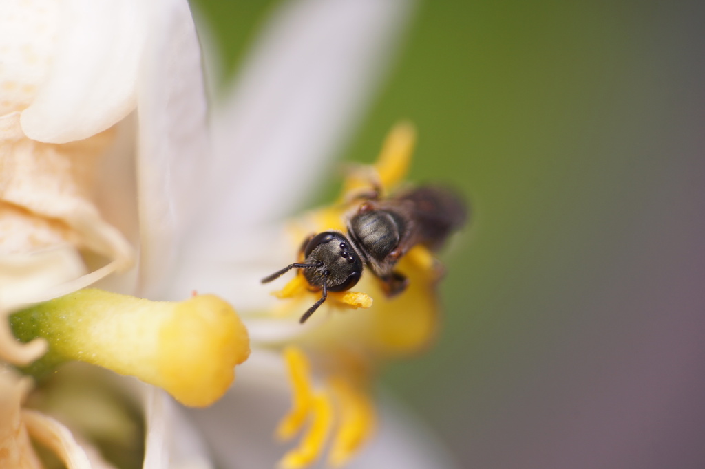 Bees in May 2024 by Lucas Garriga · iNaturalist