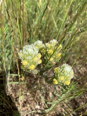 Castilleja lineariloba